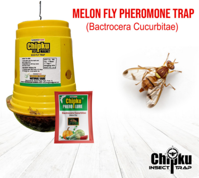 Chipku Pheromone Eco Trap with Melon Fly Lure (Combo Pack of 5)