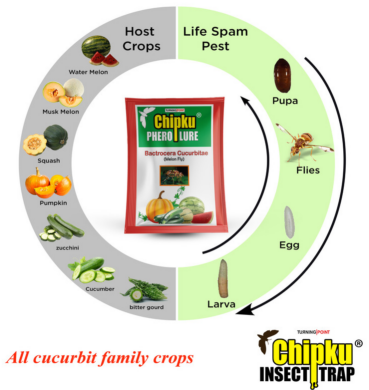 Chipku Melon Fly Lure