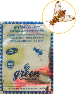 Melon Fly Lure