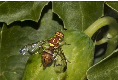 Melon Fly Lure