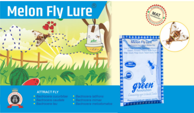 Melon Fly Lure