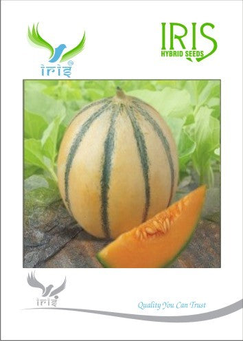 Iris F1 Muskmelon / Kharbooja