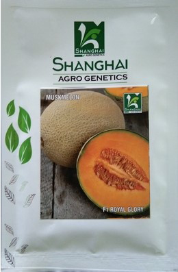 Muskmelon / Kharbooja Royal Glory