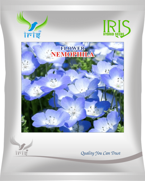 Iris Imported OP Nempohila 300+ Seeds