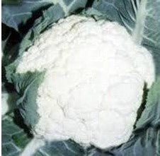 Cauliflower NS 1448 (Namdhari)