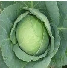 Cabbage / Patta Gobi NS 199 (Namdhari)