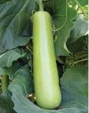 Bottlegourd / Lauki NS 439 50 grams (Namdhari)