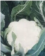 Cauliflower NS 555 (Namdhari)