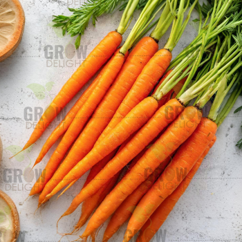 Carrot Imported New Kuroda Orange Glow