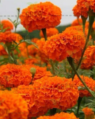 Grow Delight Marigold OP Orange