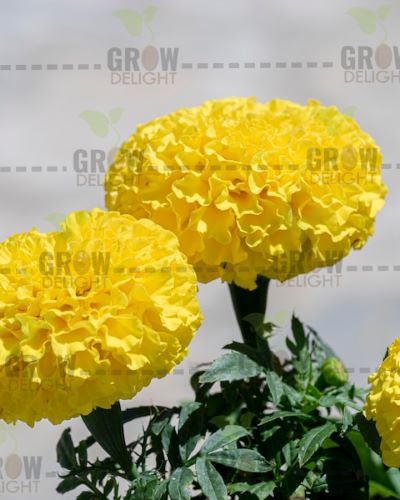 Grow Delight Marigold OP Yellow