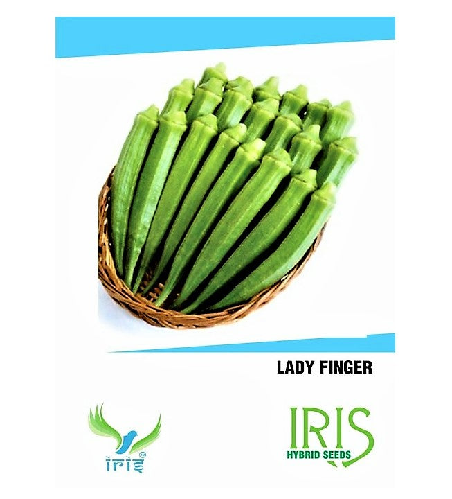 Iris F1 Okra / Lady Finger