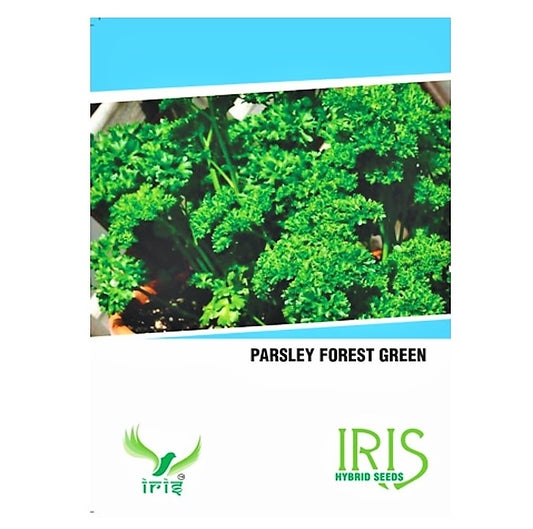 Iris Imported Parsley 40 Seeds