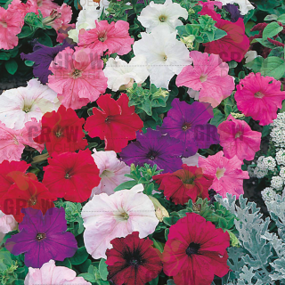 Grow Delight Imported Petunia Mix