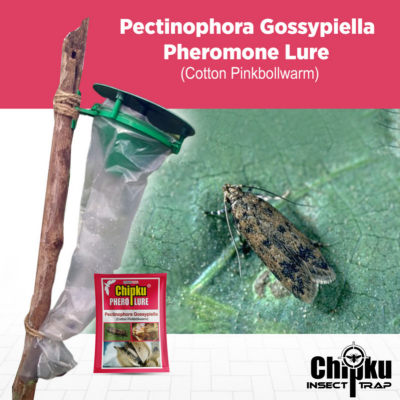 Chipku Pheromone Funnel Trap with Pink Bollworm Lure (Combo Pack of 10)
