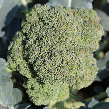 Grow Delight F1 Broccoli Prime GD-99