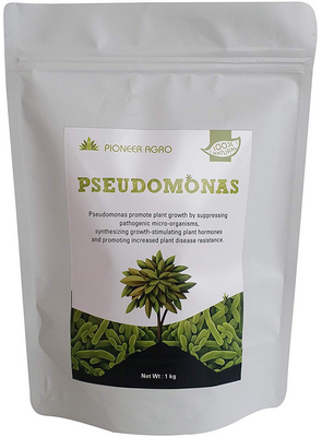 Pseudomonas