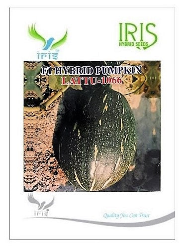 Pumpkin / Kaddoo F1 Iris Lattu-1066 (Oblong)
