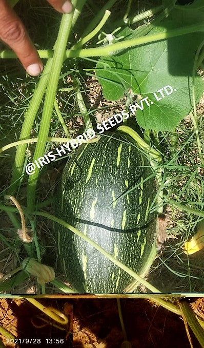 Pumpkin / Kaddoo F1 Iris Lattu-1066 (Oblong)