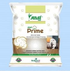 Cotton Rasi PRIME (RCH 947 BG II)