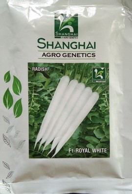 Radish Royal White