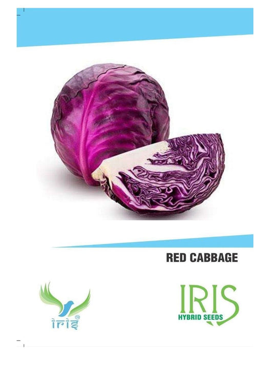 Iris F1 Red Cabbage / Patta Gobi