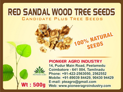 Red Sandal Wood / Lal Chandan Tree Seed 1 Kg