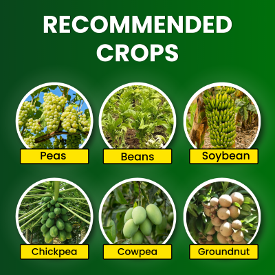 Katyayani Rhizogen - Rhizobium spp | Nitrogen Fixing Biofertilizer