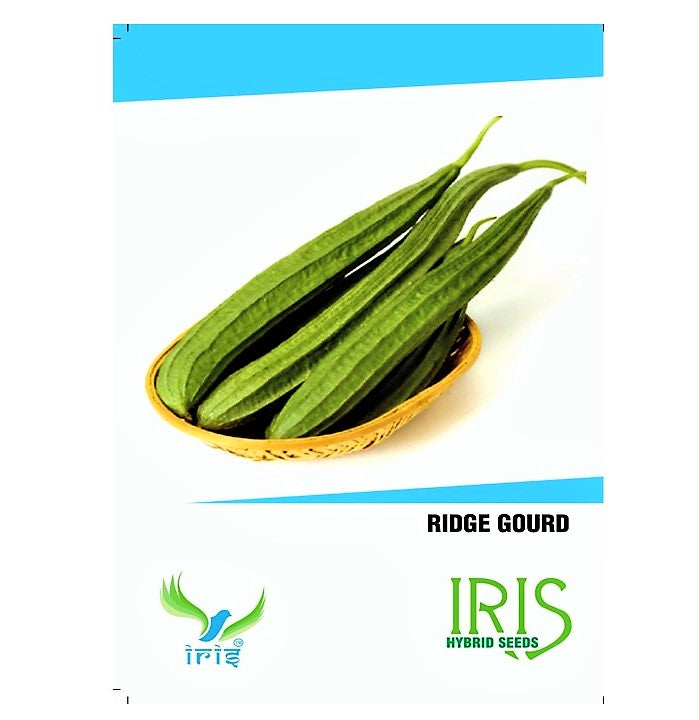 Iris F1 Ridgegourd / Turai