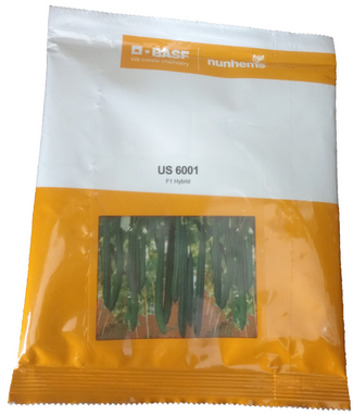 RidgeGourd / Turai US 6001