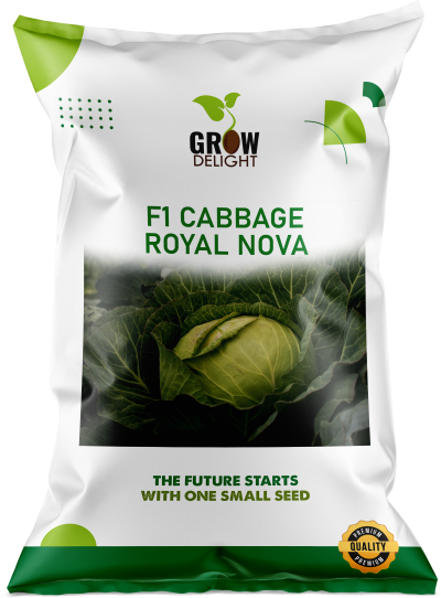 Cabbage / Patta Gobi F1 Royal Nova