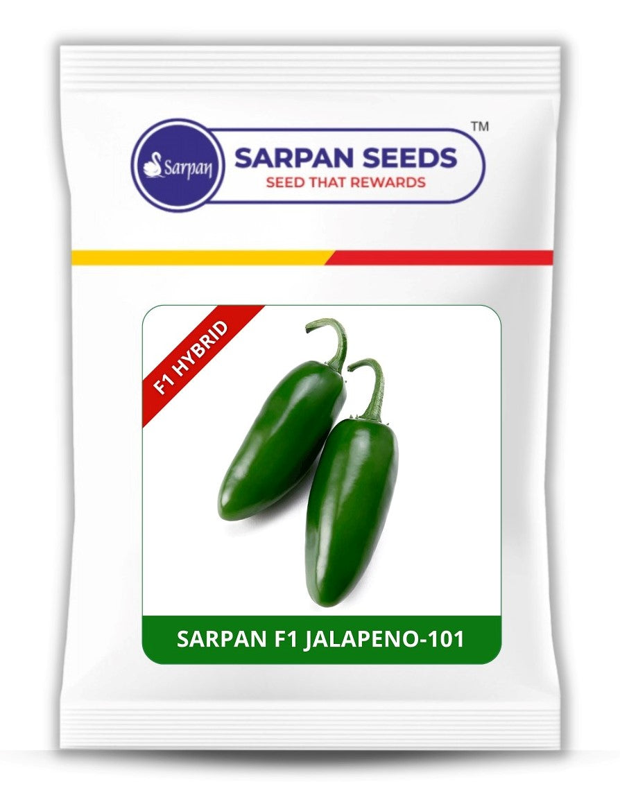 Chilli / Hot Pepper Sarpan F1 Jalapeno-101