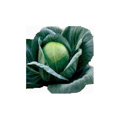 Cabbage / Patta Gobi Saurabh (Namdhari)