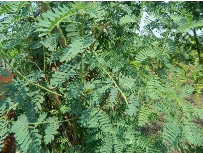 Shevari Seeds (Sesbania Sesban)