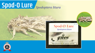 Spodo-o- Lure / Spodoptera Litura Pheromone Lure