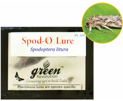 Spodo-o- Lure / Spodoptera Litura Pheromone Lure