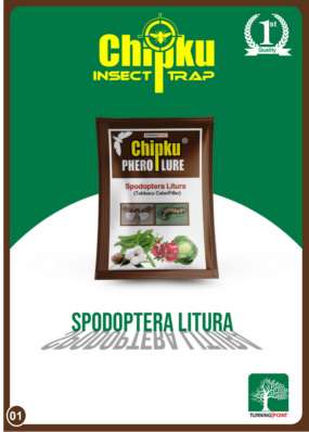 Chipku Spodoptera Litura Lure