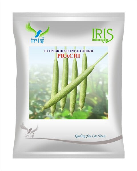 SpongeGourd / Galki F1 Iris Prachi