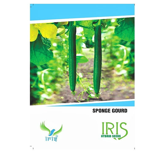 Iris F1 SpongeGourd / Galki 15 Seeds