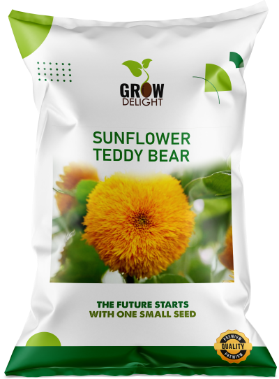 Grow Delight Imported Sunflower Teddy Bear - 300 seeds