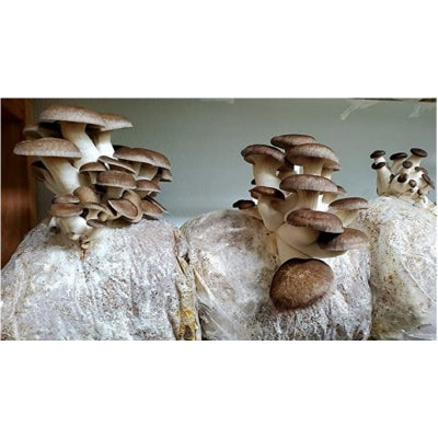 SporeKart Shroomness Mushroom Cultivation Supplement 4.5 Kg