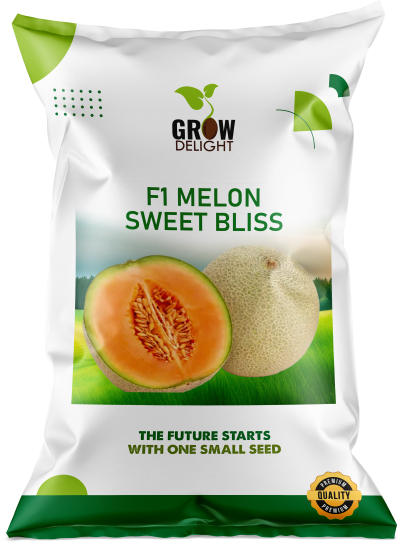 Muskmelon / Kharbooja F1 Sweet Bliss