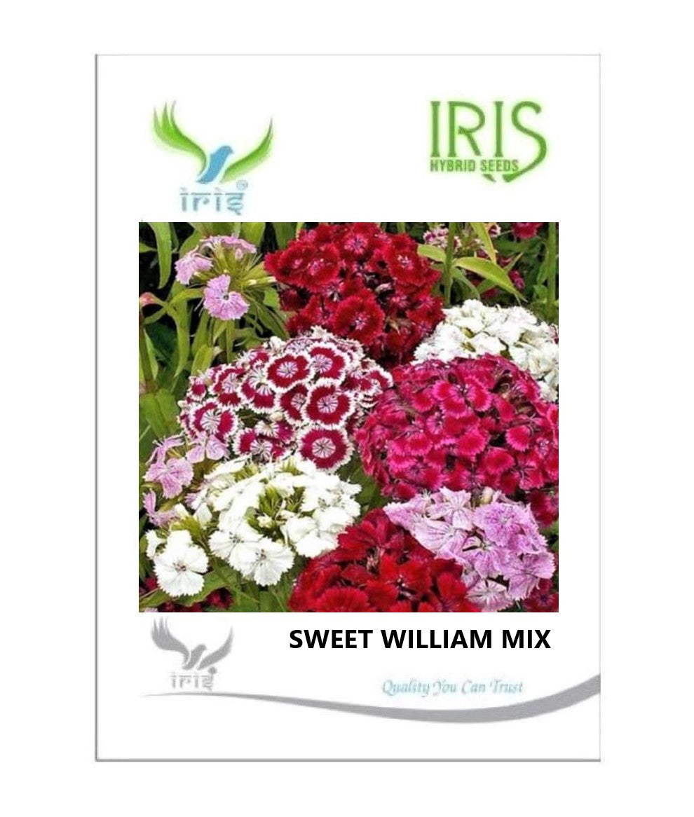 Iris Imported Sweet William Mix