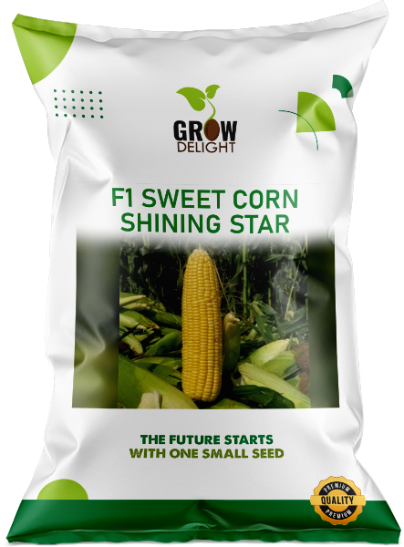 Sweet Corn F1 Shining Star