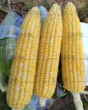 Sweet Corn F1 Shining Star
