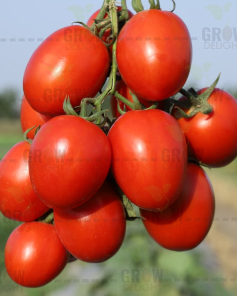 Tomato F1 Titan 19
