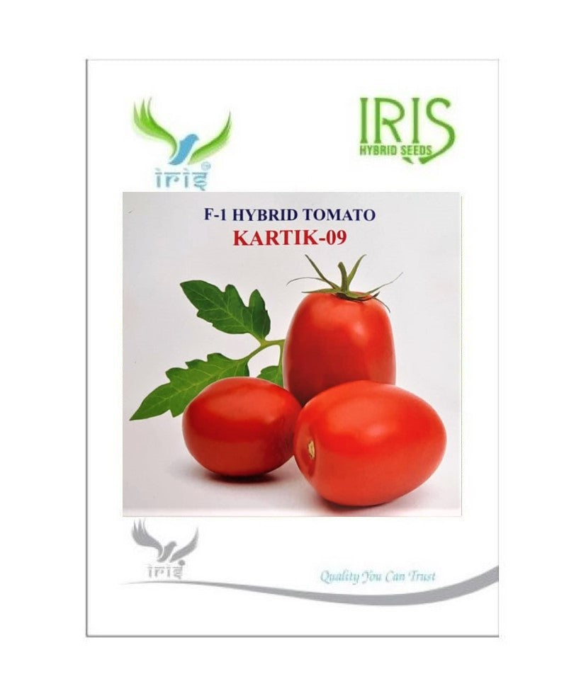 Tomato Iris F1 Kartik 09