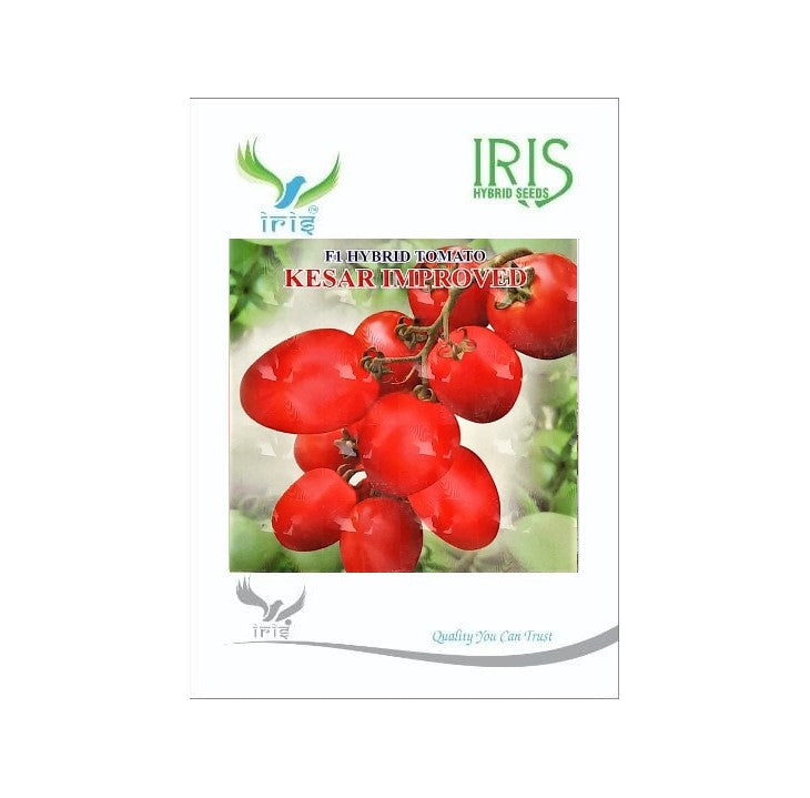 Tomato Iris F1 Kesar Improved