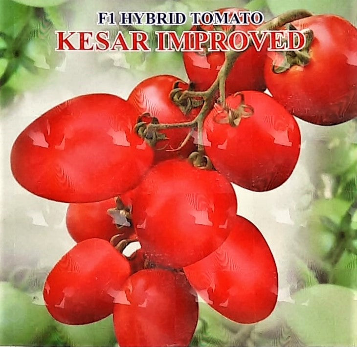 Tomato Iris F1 Kesar Improved