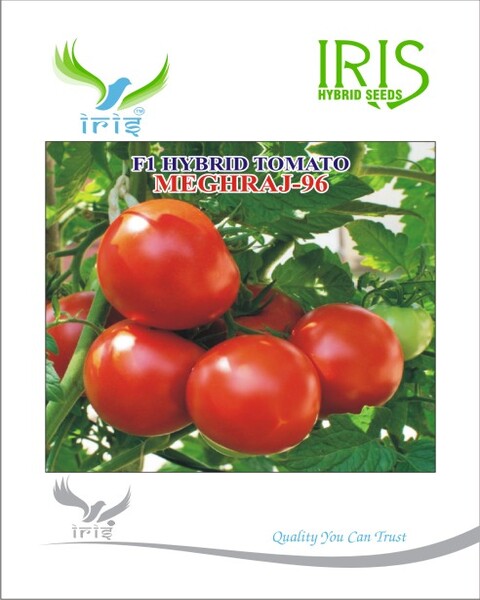Tomato Iris F1 Meghraj-96